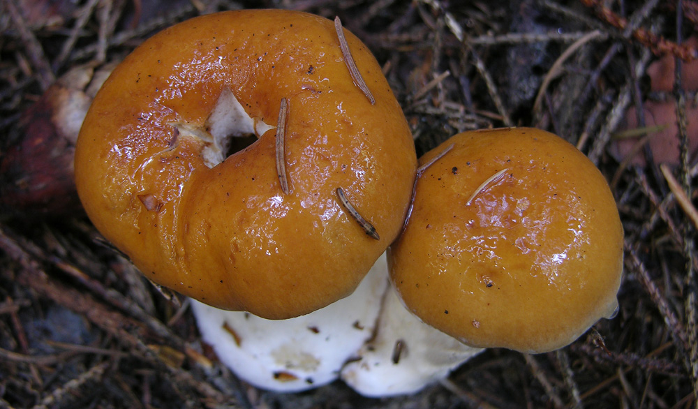 Cortinarius varius (Schaeff.) Fr.